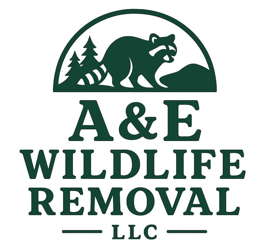 A&E Wildlife Removal