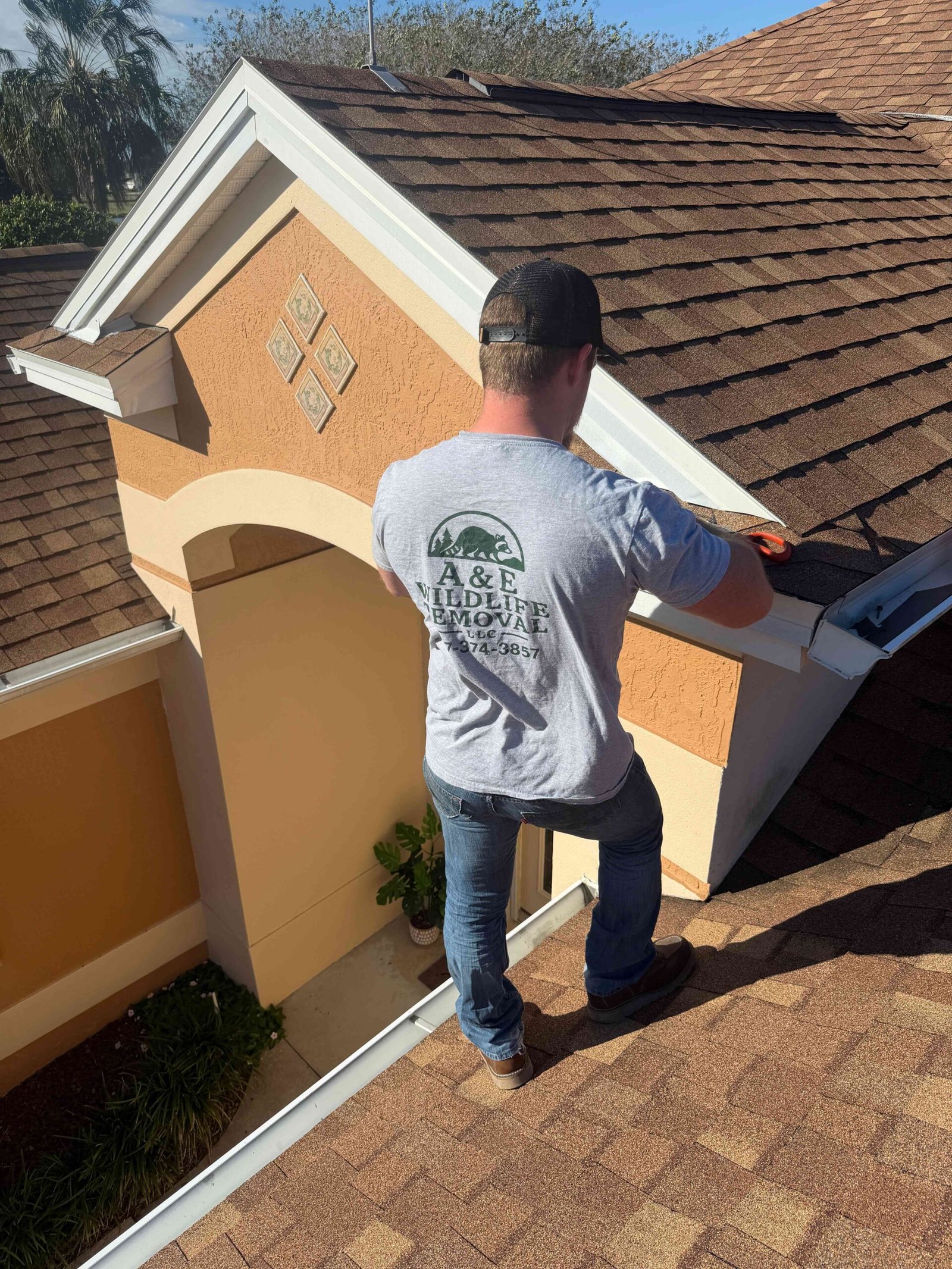 About A&E Wildlife Removal